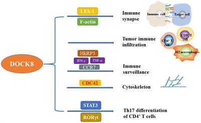 Deciphering the role of DOCK8 in tumorigenesis by regulating immunity and the application of nanotechnology in DOCK8 deficiency therapy